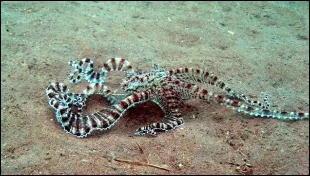 Mimik Oktopuss