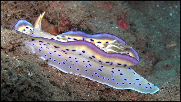Diving holiday